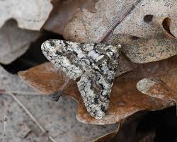 Attēlu rezultāti vaicājumam “Agriopis leucophaearia”