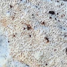 Attēlu rezultāti vaicājumam “Rhodonia placenta”