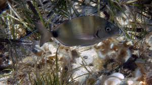 Image result for Diplodus ascensionis