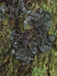 Attēlu rezultāti vaicājumam “Collema flaccidum”