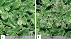Attēlu rezultāti vaicājumam “Conocephalum salebrosum”