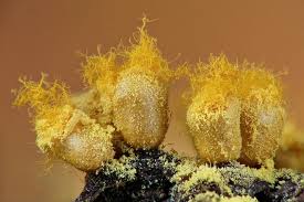 Attēlu rezultāti vaicājumam “Trichia ambigua spores”