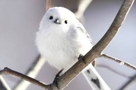 Attēlu rezultāti vaicājumam “Aegithalos caudatus adult”