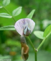 Attēlu rezultāti vaicājumam “Vicia sepium fruit”
