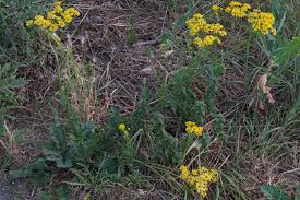 Attēlu rezultāti vaicājumam “Jacobaea vulgaris”