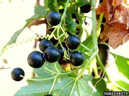 Attēlu rezultāti vaicājumam “Bryonia alba bud”