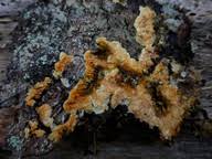 Attēlu rezultāti vaicājumam “Leucogyrophana mollusca”