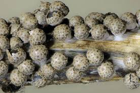 Attēlu rezultāti vaicājumam “Diderma cingulatum spores”