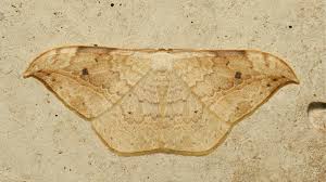 Attēlu rezultāti vaicājumam “Drepanidae”