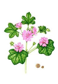 Image result for Malva sylvestris