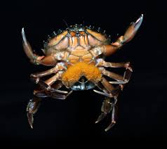 Image result for Carcinus maenas