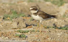 Attēlu rezultāti vaicājumam “Charadrius dubius adult”