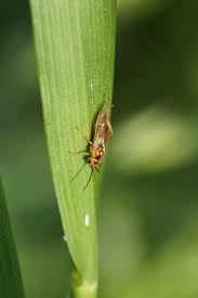 Attēlu rezultāti vaicājumam “Euura acutifoliae”