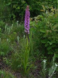 Attēlu rezultāti vaicājumam “Gymnadenia conopsea bud”