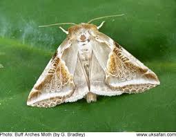 Attēlu rezultāti vaicājumam “Habrosyne pyritoides”