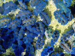 Image result for tridacna