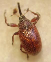 Attēlu rezultāti vaicājumam “Anthonomus phyllocola”