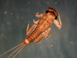 Attēlu rezultāti vaicājumam “Ephemeroptera larvae”