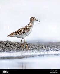 Image result for Calidris subminuta