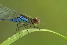 Attēlu rezultāti vaicājumam “Erythromma najas”