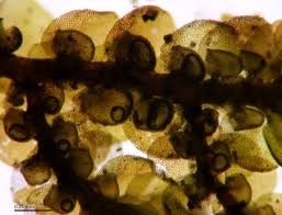 Attēlu rezultāti vaicājumam “Frullania tamarisci macro”