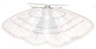 Attēlu rezultāti vaicājumam “Cabera exanthemata female”