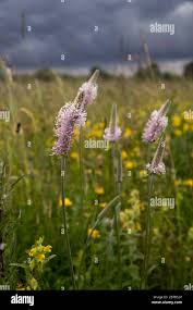 Attēlu rezultāti vaicājumam “Plantago media flower”