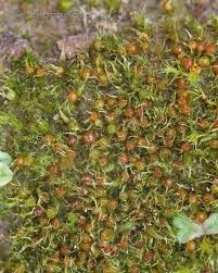 Attēlu rezultāti vaicājumam “Eurhynchiastrum pulchellum”