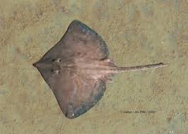 Image result for Dipturus intermedius