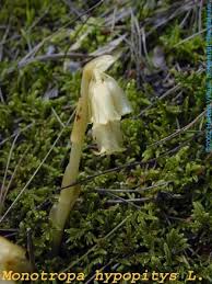 Attēlu rezultāti vaicājumam “Monotropa hypopitys”