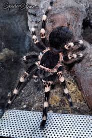 Znalezione obrazy dla zapytania geniculata