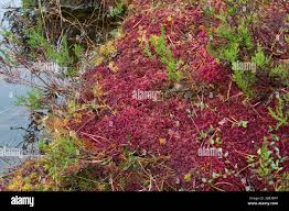 Attēlu rezultāti vaicājumam “Sphagnum rubellum”