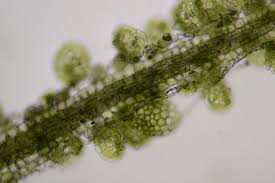 Attēlu rezultāti vaicājumam “Metzgeria violacea”