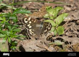 Attēlu rezultāti vaicājumam “Pararge aegeria upperside”
