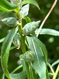 Attēlu rezultāti vaicājumam “Salix Vetrix”