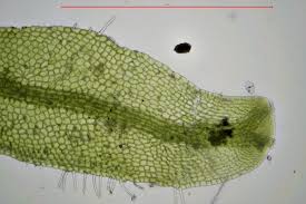 Attēlu rezultāti vaicājumam “Metzgeria furcata”