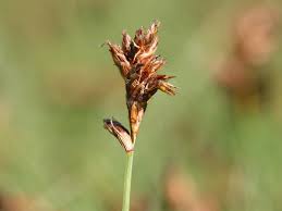 Attēlu rezultāti vaicājumam “Blysmus compressus fruit”