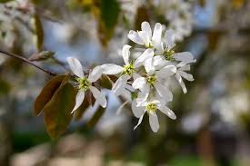 Attēlu rezultāti vaicājumam “Amelanchier spicata”