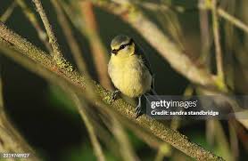 Attēlu rezultāti vaicājumam “Cyanistes caeruleus juvenile”