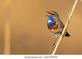 Attēlu rezultāti vaicājumam “Luscinia svecica”