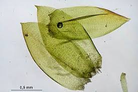 Attēlu rezultāti vaicājumam “Hygrohypnum luridum sporophyte”