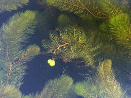 Attēlu rezultāti vaicājumam “Utricularia vulgaris”