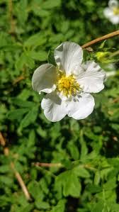 Attēlu rezultāti vaicājumam “Pentaphylloides fruticosa leaf”