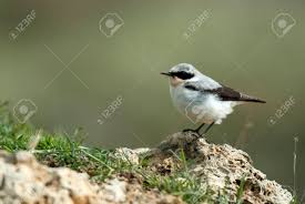 Attēlu rezultāti vaicājumam “Oenanthe oenanthe male”