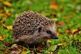 Image result for Igel