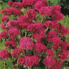 Image result for Ageratum mexicanum
