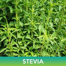Image result for Stevia rebaudiana