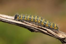 Attēlu rezultāti vaicājumam “Phalera bucephala”