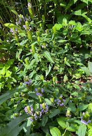 Attēlu rezultāti vaicājumam “Prunella vulgaris leaf”