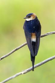 Image result for Cecropis daurica